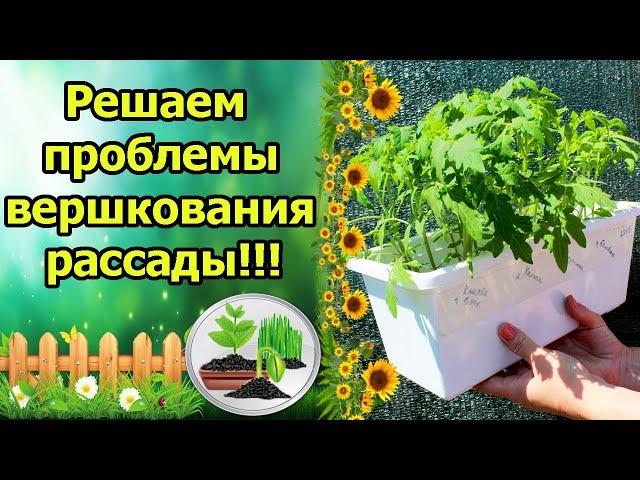 ПОЧЕМУ ЗАВЕРШКОВАЛАСЬ РАССАДА ТОМАТОВ? ВОЗМОЖНЫЕ ПРИЧИНЫ И ПРОСТОЕ РЕШЕНИЕ ПРОБЛЕМЫ ВЕРШКОВАНИЯ.