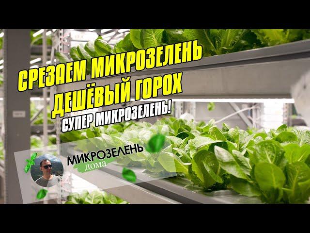 МИКРОЗЕЛЕНЬ ДОМА | ДЕШЁВЫЕ СЕМЕНА ГОРОХА | СРЕЗАЕМ МИКРОЗЕЛЕНЬ ГОРЧИЦЫ | КАК ЗАМАЧИВАТЬ | УДОБРЕНИЯ