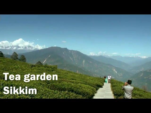 Tea Gardens in Sikkim | Sikkim Tourism