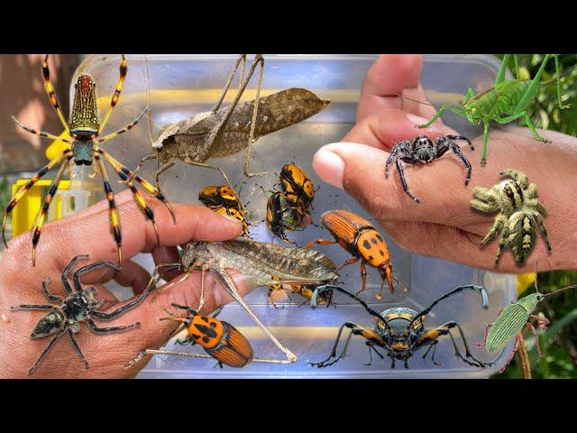 Hunting red beetles in the snakefruit farm‼️catch jump spider, katydid, longhorn beetle, orb spider