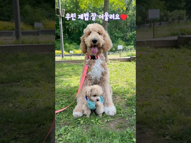 (7개월)스탠다드푸들(2년6개월)타이니푸들#스탠다드푸들 #강아지성장일기 #standardpoodle #서서울호수공원  #귀여운강아지 #강아지산책 #강아지일상 #cutedog