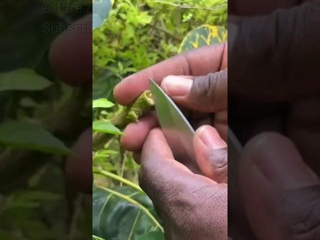 Simplest technique to grafting croton #shorts #grafting #croton