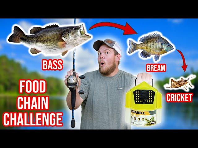 Food Chain Fishing Challenge (BIG FISH)