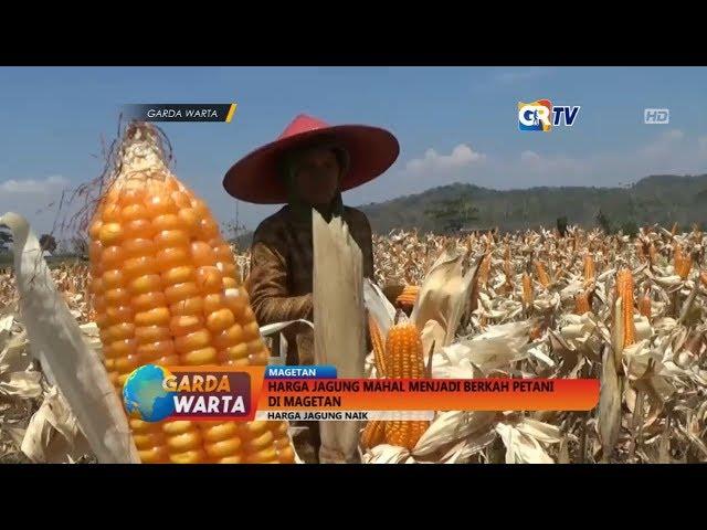 MAGETAN -  Harga Jagung Mahal Menjadi Berkah Petani di Magetan