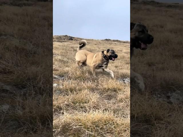 Kangal vs Wolf