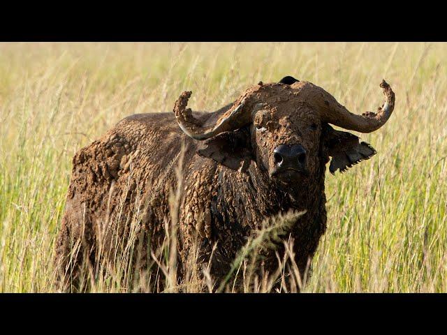 Photographing Wildlife in Murchison Falls National Park, Uganda.