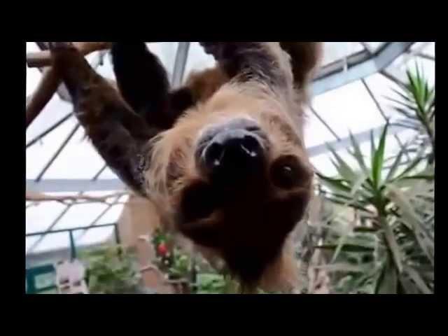 Sloths are too cute