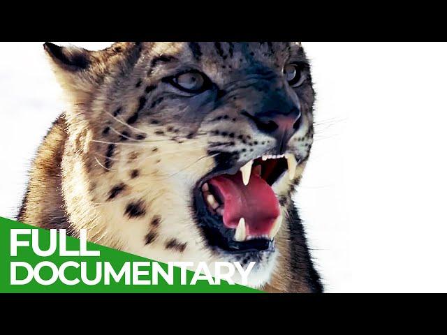 Wildcats - Asia | Free Documentary Nature