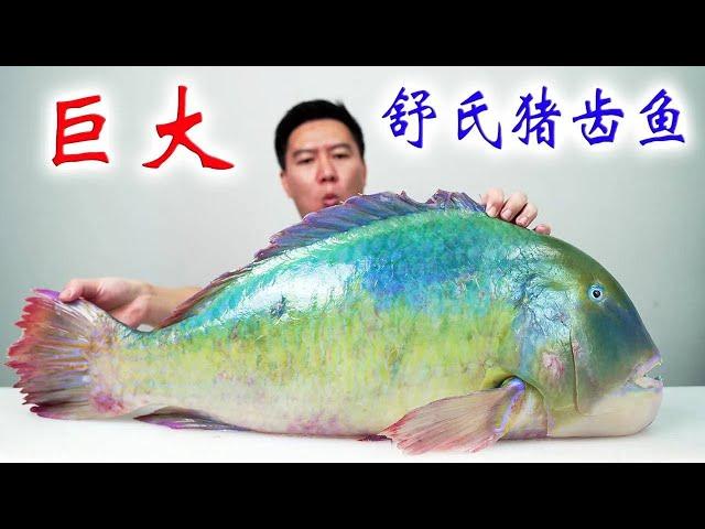 Dozens of catties of huge Zhengqing Yi  can not be found  the whole fish head is collagen