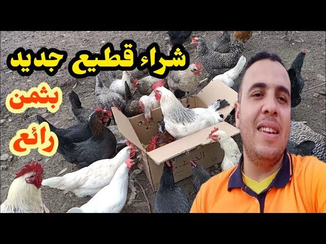 شريت  دجاج خليط السلالات و دجاج الفيومي بثمن رائع