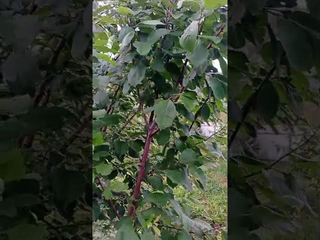 Ученики В. Железова на Алтае.  Восхищаюсь! Серия №2.