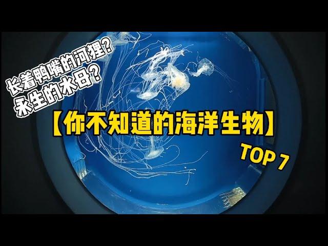 【科普视频】I 那些我们不知道的海洋生物 TOP 7