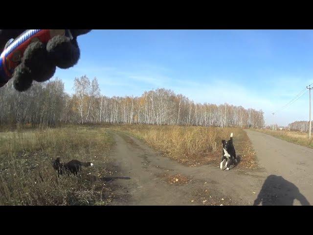 Перцовый баллончик против Собак -20 Перец. Pepper spray vs dogs. велосипедист #406