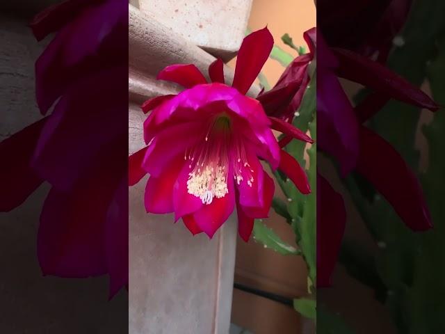 Эпифиллум в цвету. Epiphyllum. #цветы #cactus #сад