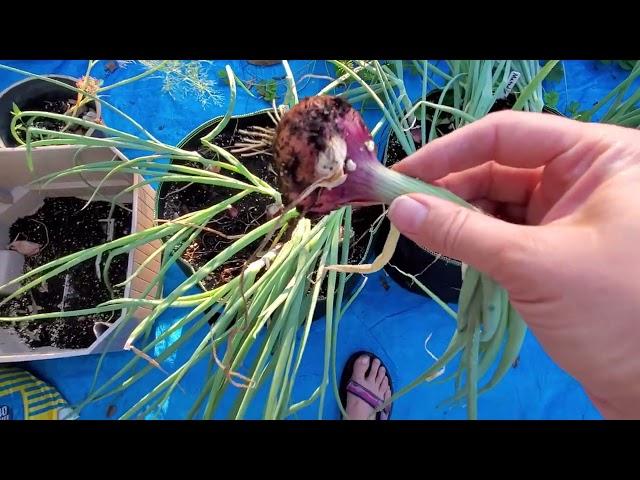 Harvesting Shallots, How To Know When They Are Ready