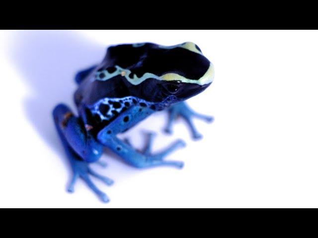 Species Spotlight Ep. 2 - Dendrobates tinctorius 'Powder Blue"