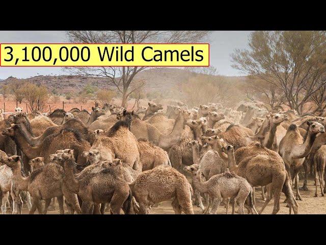 How Do Australian Farmers Control Millions Of Invasive Animals - Farming Documentary