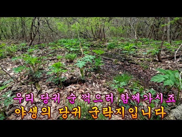 제 992회 2024 4 23  깊은 산 엄청난 당귀가 자라는 산을 다녀왔습니다