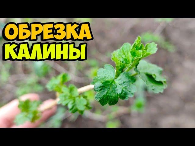 01.04.2025 Весенняя обрезка калины и смородины || Мукбанг сырников с козьим молоком