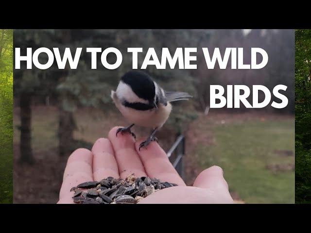 How to tame wild birds.