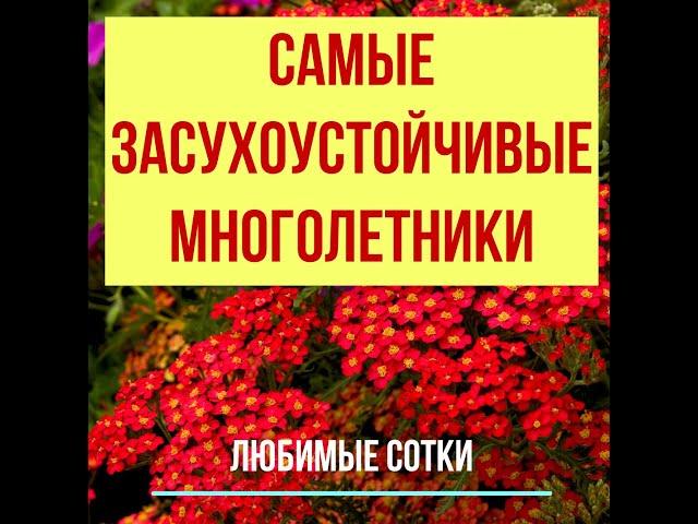 Самые засухоустойчивые многолетники!