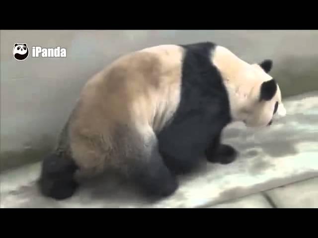 大熊猫“喜妹”自然交配实录 Documentary Panda xi mei natural mating Record