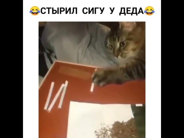 Кот тырит сигареты