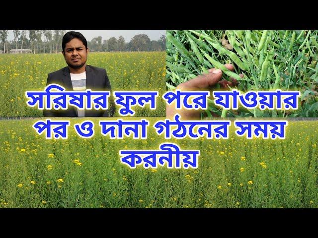 সরিষার ফুল পরে যাওয়ার পর ও দানা গঠনের সময় করনীয় / সরিষা চাষ