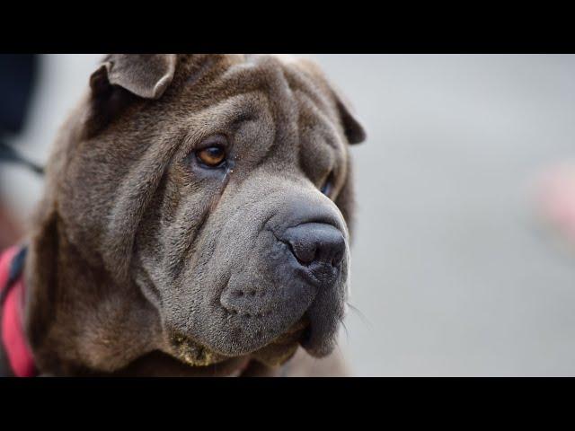 Exploring the Unique Dimensions of the Chinese Shar-Pei