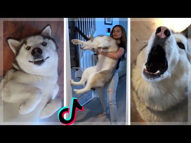 Ultimate Husky Compilation ~ Cute & Funny Huskies of TikTok!