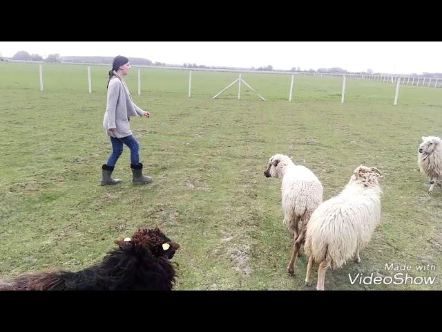 Onix herding training 15.04.2018.