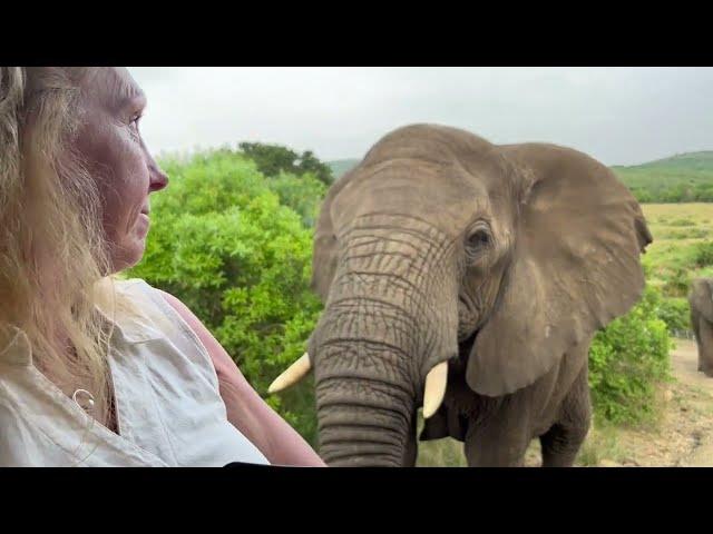 Curious Elephant Investigates Woman's Camera And Phone On Safari