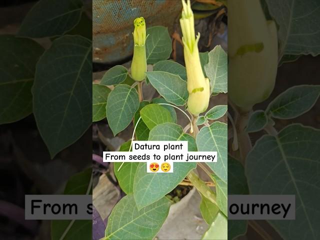 Datura plant- from seeds to plant journey #datura #viralshorts #plants