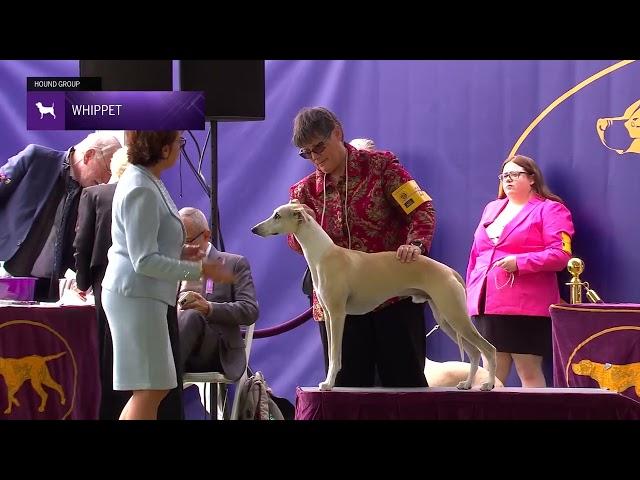 Whippets | Breed Judging 2024