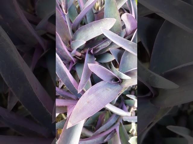 Tradescantia pallida - Purple heart