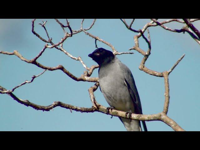 Black-faced Cuckoo-Shrike