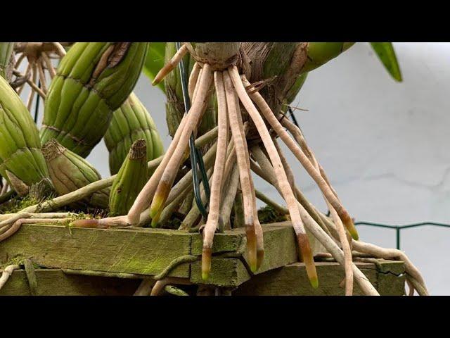 ENRAIZADOR PARA ORQUÍDEAS - QUANDO USAR?