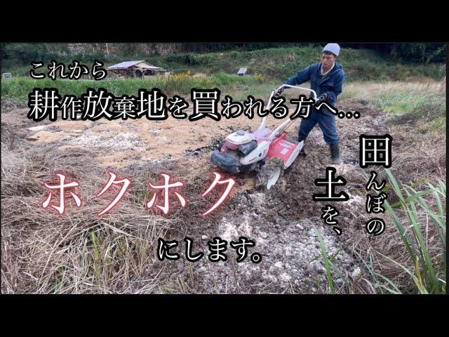 田んぼの土をたった1ヶ月で畑の土へと大変身！小麦を種から植えて育てる