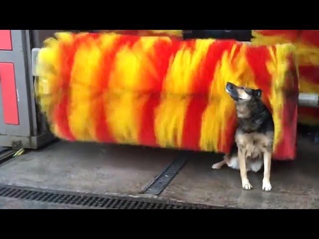 Hilarious Animal Videos to Make You Laugh | Funny Dog & Cat Videos