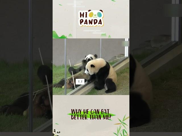 Why he can eat better than me？#panda #熊猫 #shorts 【欢迎订阅MIGU Panda官方频道】