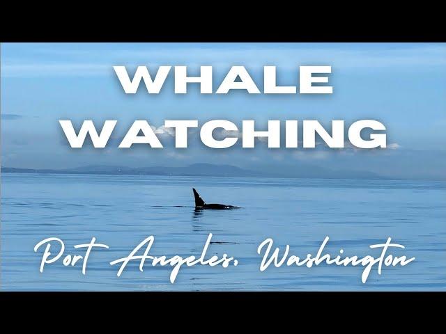 Whale Watching In Port Angeles, Washington | Puget Sounds Express