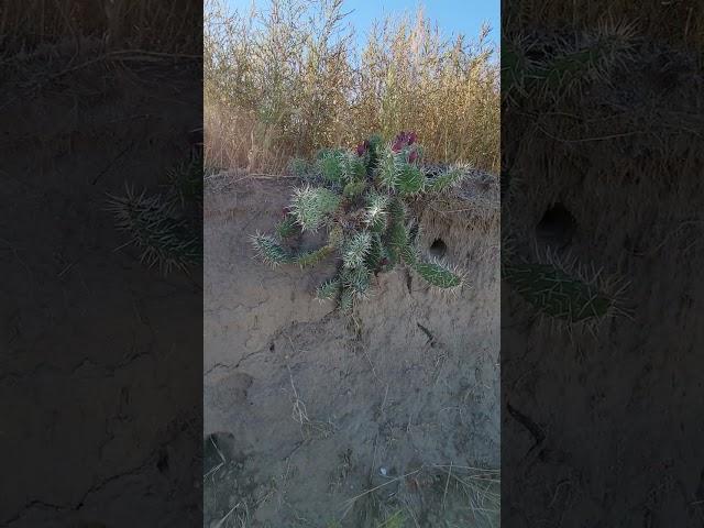 Big prickly pear  in bloom #shorts