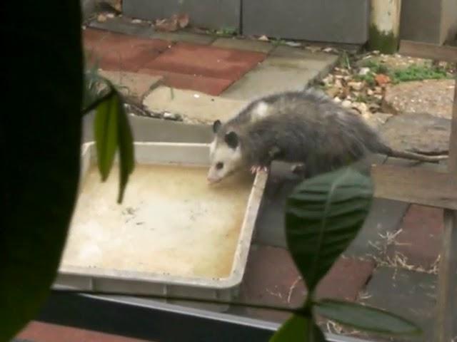 Possum grooming