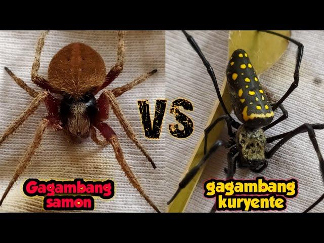 JUMBO SAMON VS GAGAMBANG KURYENTE - spider fight 