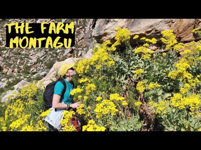 Rock climbing at the Farm, Montagu