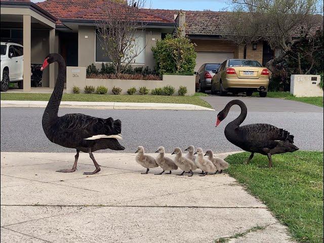 Two black swans walking their cygnets from one lake to another in Perth, Western Australia.