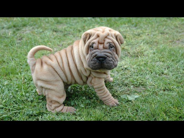 Why the Chinese Shar-Pei Is Perfect for Apartment Living