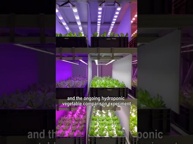 Which plant grow light spectrum is best for leafy vegetables ? -- 12 spectrums Contrast Experiment