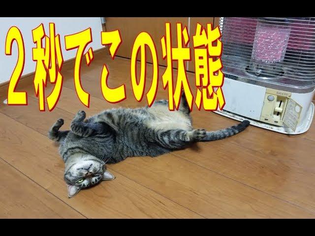 石油ストーブをつけたら猫の楽園