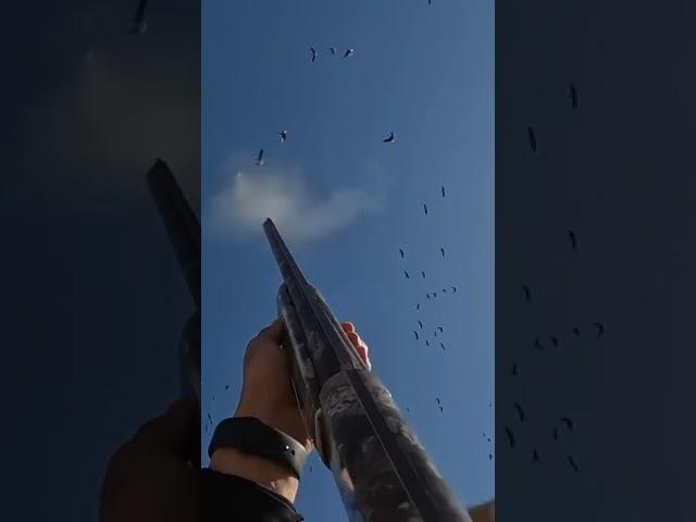 Охота на гуся в Казахстане #аңшылық #hunting #охотанагуся #охота #казахстан #гусь